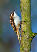 Treecreeper, Warwickshire, January 2011