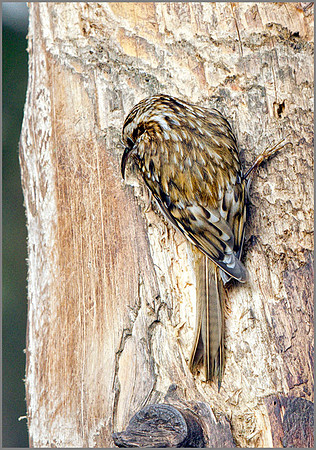 Treecreeper (Certhia familiaris), Warwickshire, January 2014