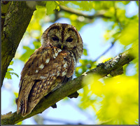 Tawny Owl, Worcestershire, May 2012