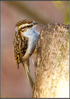 Treecreeper, Warwickshire, 19 January 2012