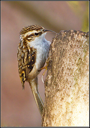 Treecreeper, Warwickshire, 19 January 2012