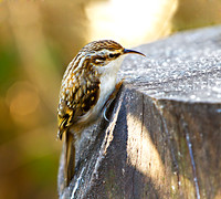 Treecreeper, Warwickshire, February 2011
