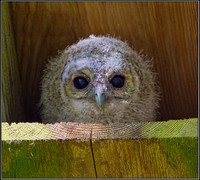 Tawny Owlet, Worcestershire,  May 2012