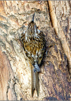 Treecreeper (Certhia familiaris), Warwickshire, January 2014