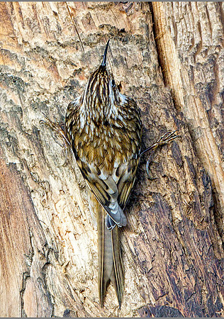 Treecreeper (Certhia familiaris), Warwickshire, January 2014