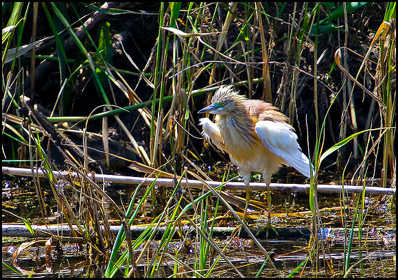 Squacco Heron, Mallorca, May 2010