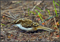 Treecreeper, Warwickshire, January 2011