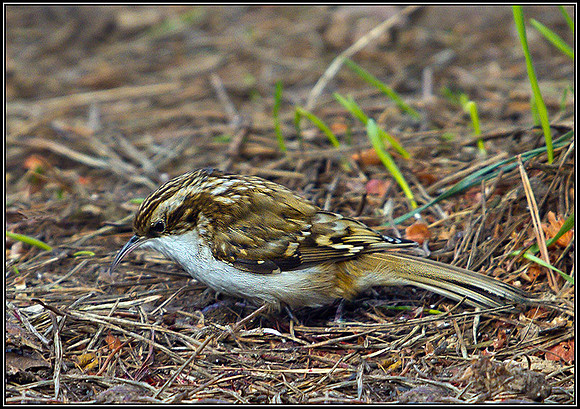 Treecreeper, Warwickshire, January 2011