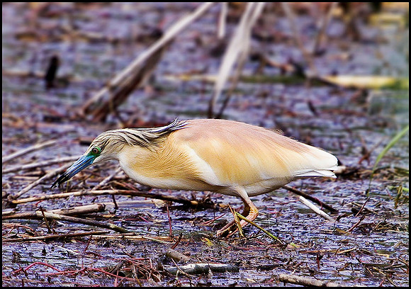 Squacco Heron, Mallorca, May 2010