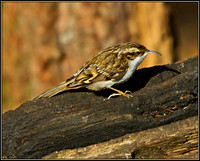 Treecreeper, Warwickshire, February 2011