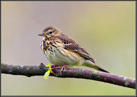 Tree Pipit, Powys, 18 May 2012