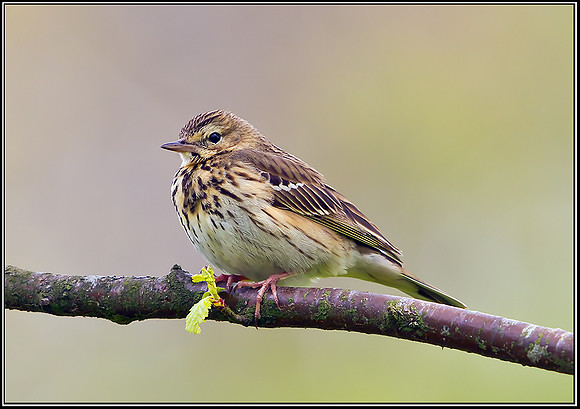Tree Pipit, Powys, 18 May 2012
