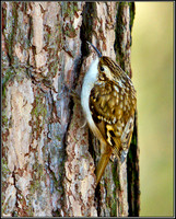 Treecreeper, Warwickshire, 19 January 2012
