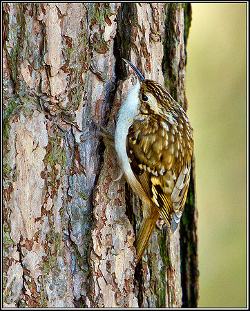 Treecreeper, Warwickshire, 19 January 2012