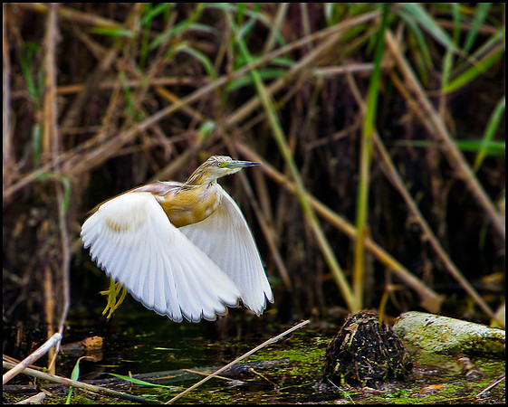 Squacco Heron, Mallorca, May 2010