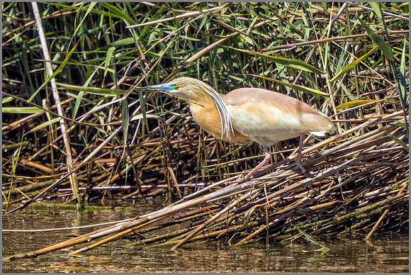 Squacco Heron - Ardeola ralloides, Mallorca, May 2017