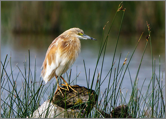 Squacco Heron (ardeola ralloides), Mallorca, May 2016