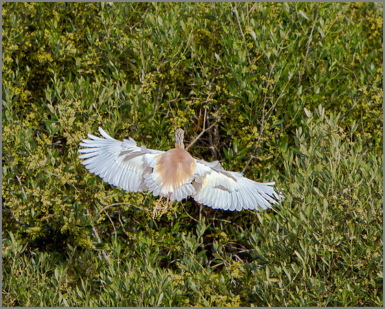 Squacco Heron (Ardeola ralloides), Mallorca, May 2014