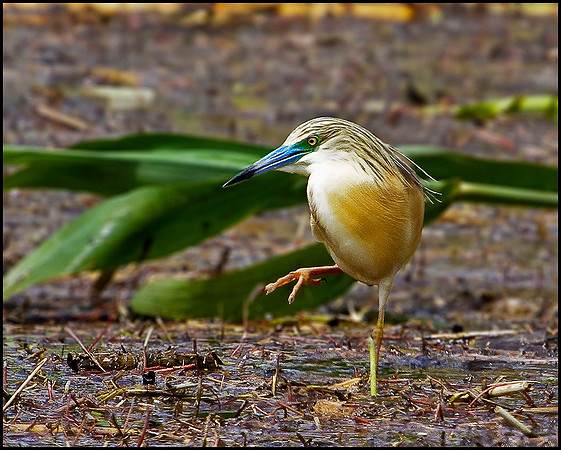 Squacco Heron, Mallorca, May 2010