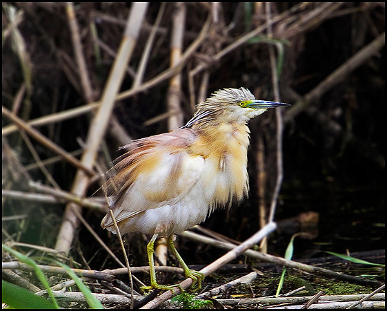 Squacco Heron, Mallorca, May 2010