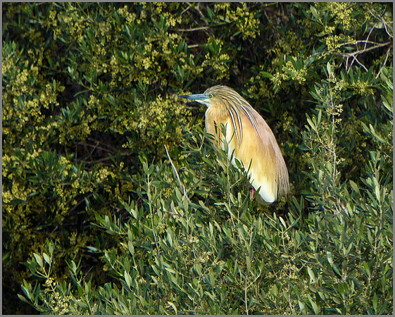 Squacco Heron (Ardeola ralloides), Mallorca, May 2014