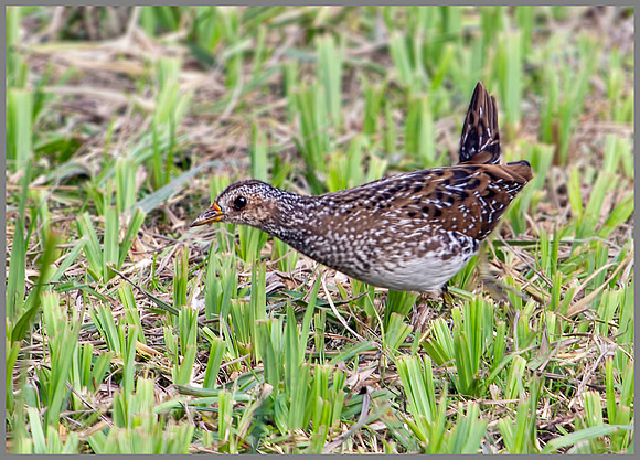 Spotted Crake, Upton Warren Moors, 15 August 2009