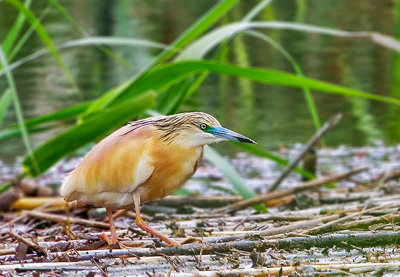 Squacco Heron, Mallorca, May 2010