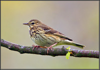 Tree Pipit, Powys, 18 May 2012