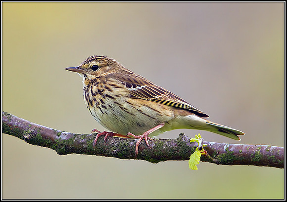 Tree Pipit, Powys, 18 May 2012