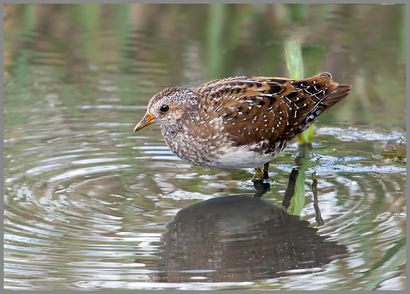 Spotted Crake, Upton Warren Moors, 15 August 2009