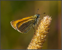 Small Skipper