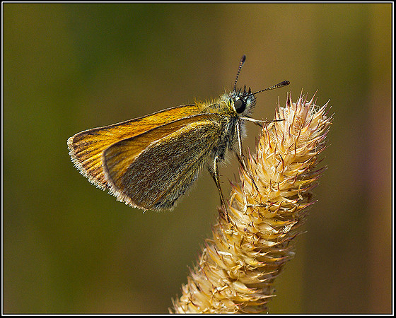 Small Skipper, Bromsgrove, 23 August 2011