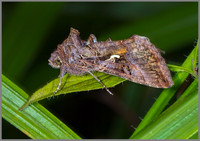 Silver Y (Autographa gamma), Monk Wood, August 2013