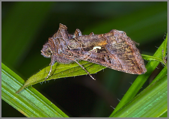 Silver Y (Autographa gamma), Monk Wood, August 2013