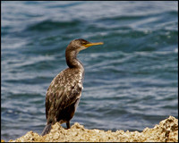 Shag, Mallorca, May 2010