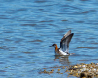 Red-necked Phalarope, Upton Warren Flashes, 20 June 2010