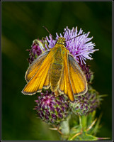 Small Skipper (Thymelicus sylvestris), Hanbury, 23 July 2012