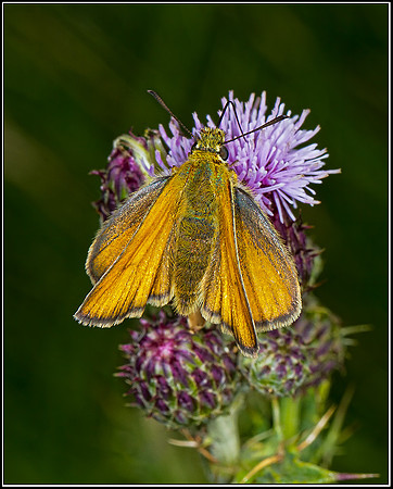 Small Skipper (Thymelicus sylvestris), Hanbury, 23 July 2012