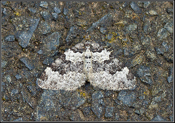 Silver-ground Carpet, Hanbury, 29 August 2011