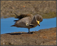 Speckled Teal, Upton Warren Flashes, 28 August 2010