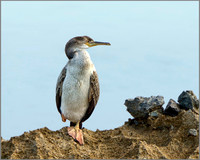 !st-year Shag (Phalacrocorax aristotelis), Mallorca, May 2014
