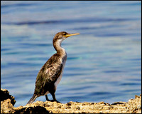 Shag, Mallorca, May 2010