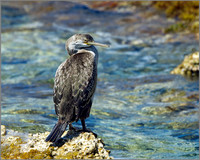 !st-year Shag (Phalacrocorax aristotelis), Mallorca, May 2014