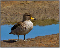 Speckled Teal, Upton Warren Flashes, 28 August 2010