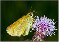 Small Skipper (Thymelicus sylvestris), Hanbury, 23 July 2012