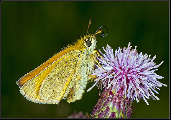 Small Skipper (Thymelicus sylvestris), Hanbury, 23 July 2012