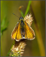 Small Skipper, Bromsgrove, 23 August 2011
