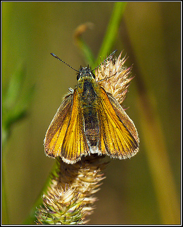 Small Skipper, Bromsgrove, 23 August 2011