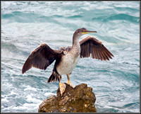 Juvenile Shag, Mallorca, September 2008