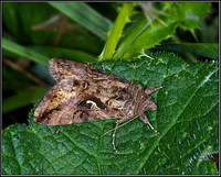 Silver Y (Autographa gamma), Bromsgrove, 19 August 2012